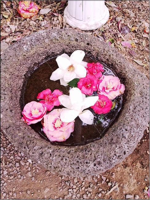 꽃,동백꽃,카멜리아,camellia,flower,카멜리아힐,물,분홍,pink