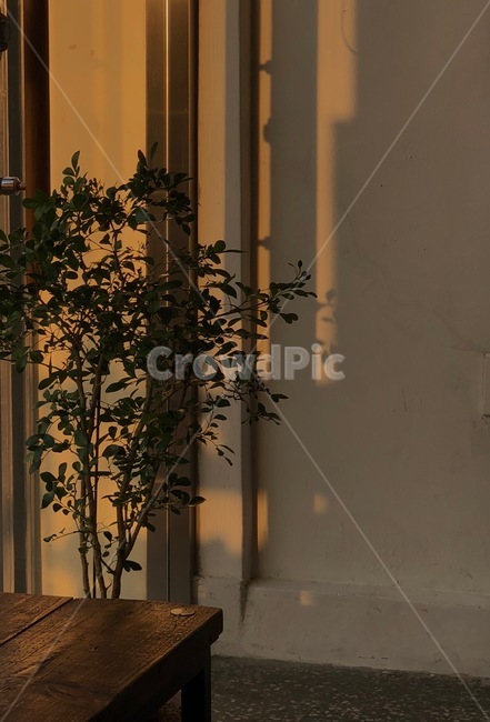 햇빛,식물,노을,일몰,카페,실내용화초,화분,화초,house plant