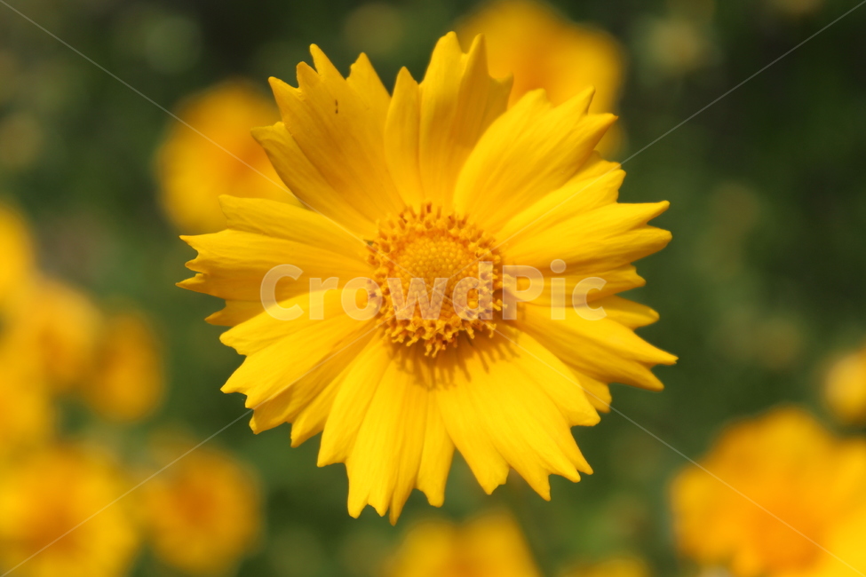 노란꽃,노란색,꽃,yellow,flower