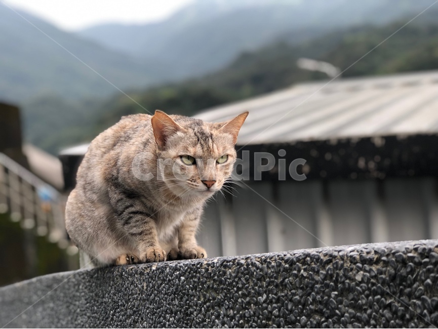 cat,고양이,pet,애완동물,animal,동물,길고양이,동물,animal,포유류,mammal,고양이,cat,kitten,kitty