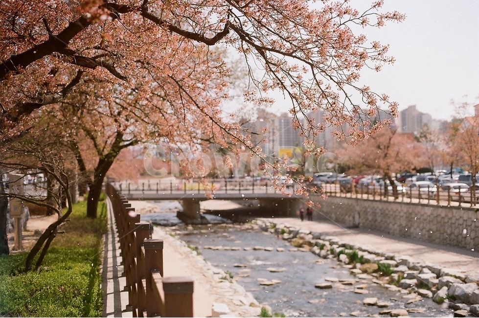 벚꽃,산책,산책로,봄,하천