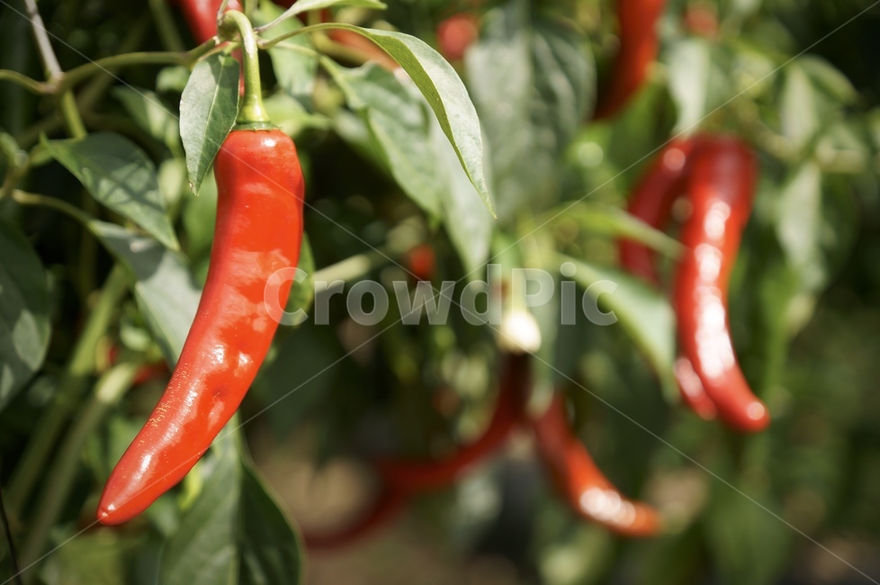 고추,농사,김장,음식,pepper,vegetable,food,plant,야채,식물,재배,agriculture,수확,가을,날것,채식주의,채식,매운,spicy,harvest,신선함,비타민,vitamin,다이어트,diet,채소,야채,vegetables,농업,농사,agriculture,farming,farming industry