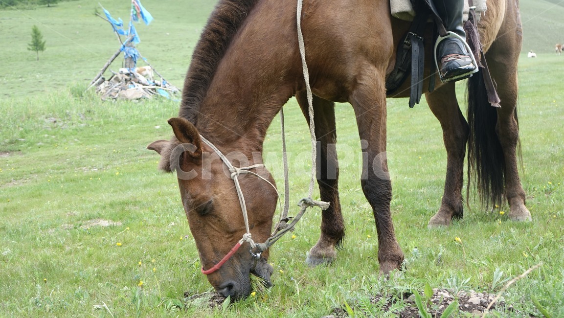 말,horse,grass,풀밭,animal,green,초록,몽골,초원,초식동물