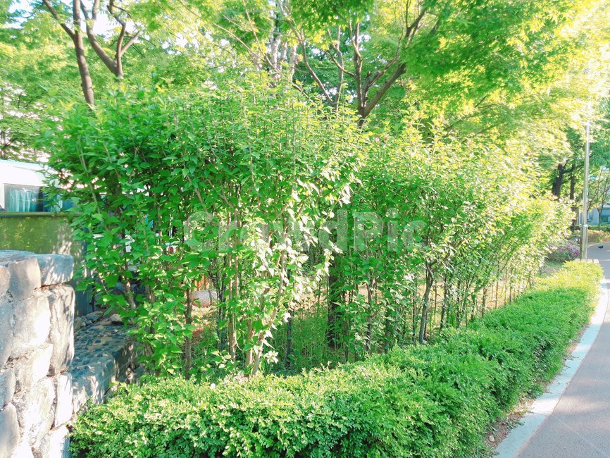 가로수,나무,공원,산책로,돌담,tree