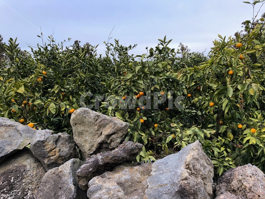 제주도,감귤밭,귤,귤밭,농장,farm,fruit,plant,과일,열매,fruit