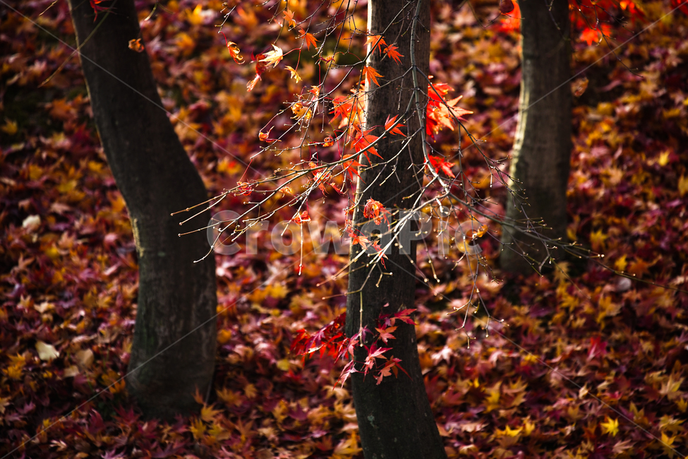 가을,산,숲속,단풍,낙엽,계절,감성,나무,식물,자연,가을,계절,fall,autumn,season,식물,자연,plants,nature,나무,trees,wood,plant,leaf,잎,tree