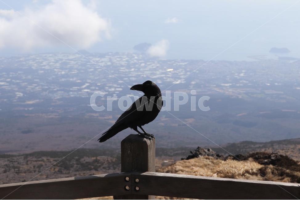 까마귀,새,조류,제주,한라산,제주도,백록담,풍경,crow,검은색,birds,fowls,hallasan,mountain,summit,동물,animal,조류,새,birds