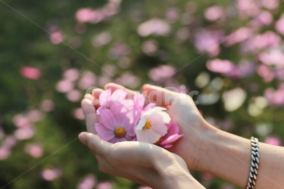 코스모스,여자손,꽃,보케,가을,플레어,빛,가을,계절,fall,autumn,season,꽃,flower,감성,sensible,feeling,plant,식물