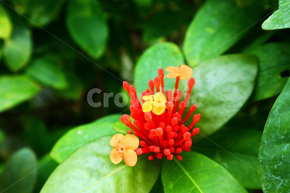 꽃,자연,빨강,풀,flower,식물,자연,plants,nature,꽃,flower