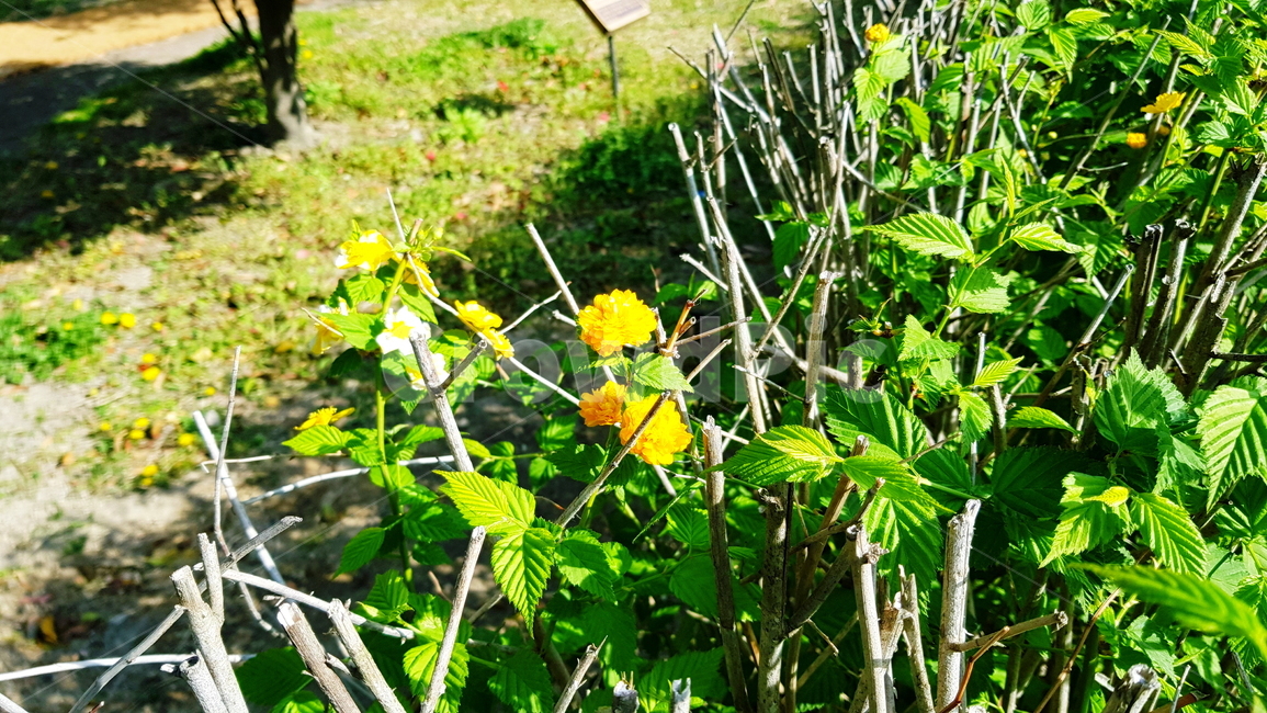 꽃,노란꽃,매화,황매화,봄꽃,식물,자연,plants,nature,꽃,flower