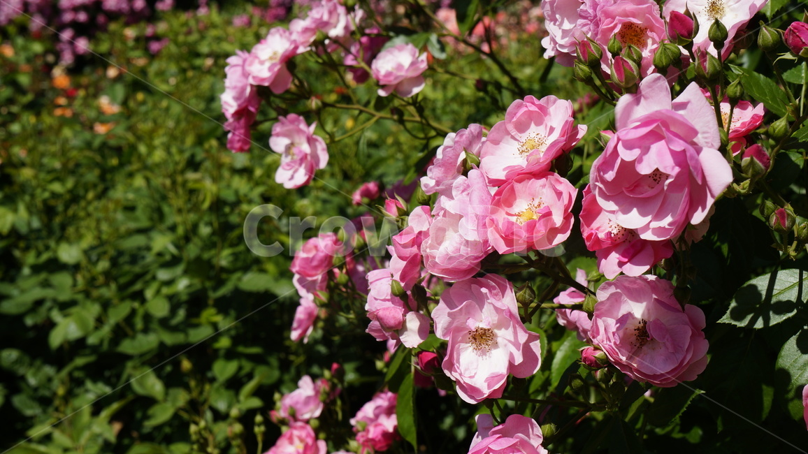 장미,장미정원,꽃,flower,flowers,rose