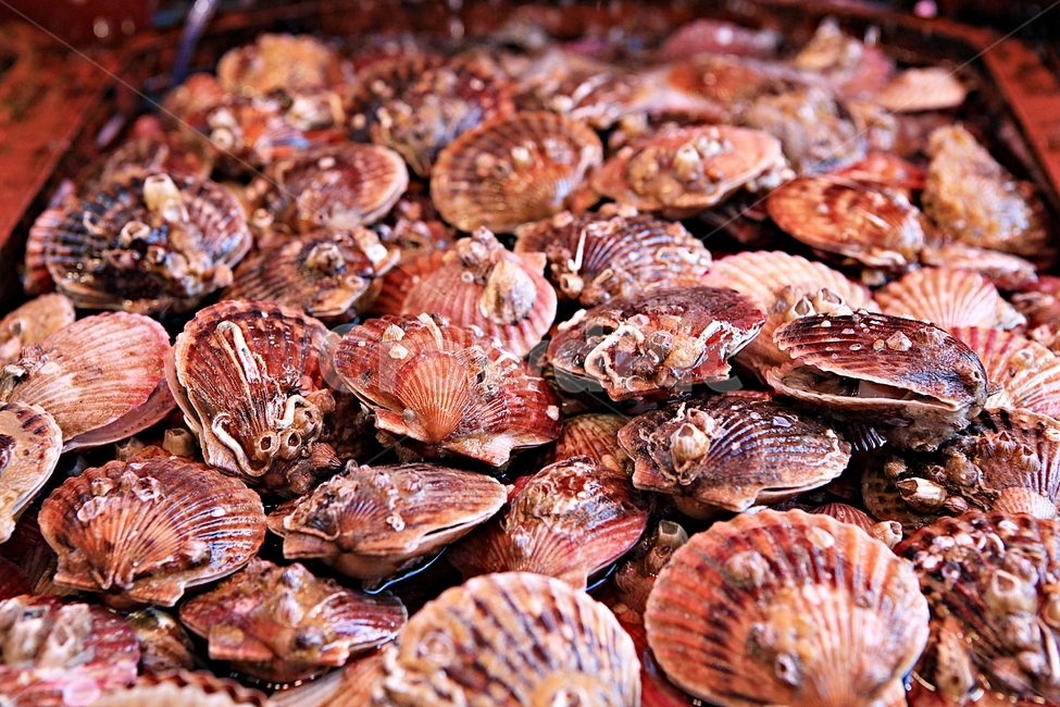 가리비,조개,식자재,먹거리,자연,시장,마트,마켓,market,mart,market place,음식,식재료,요리,food,cook,meal,dishes,food reserves,수산물,해산물,fishery products,seafood