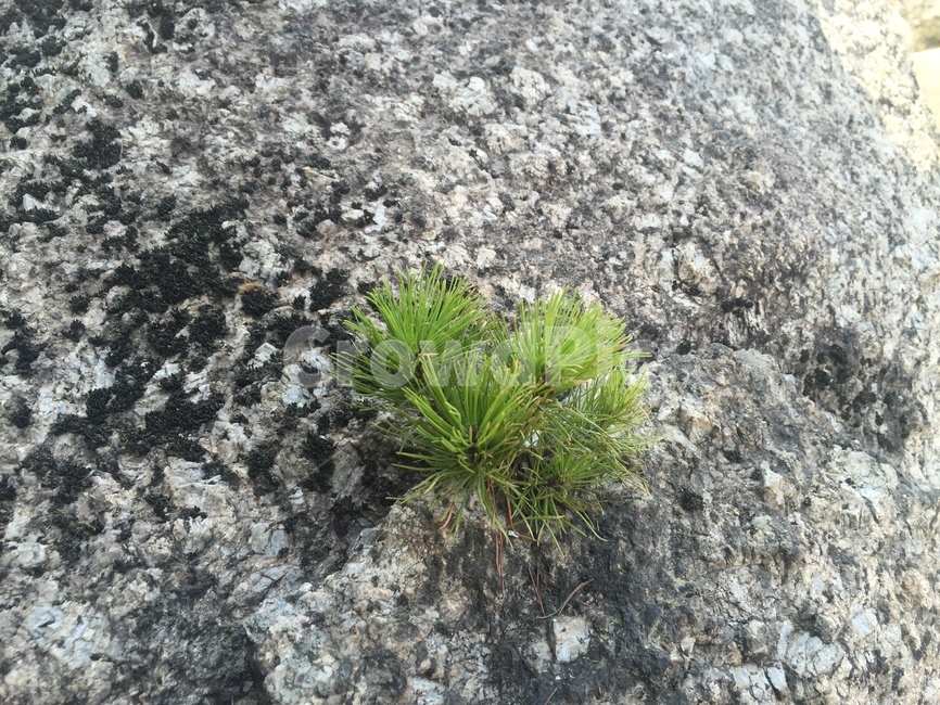 바위,소나무,분쟈,조경,희귀