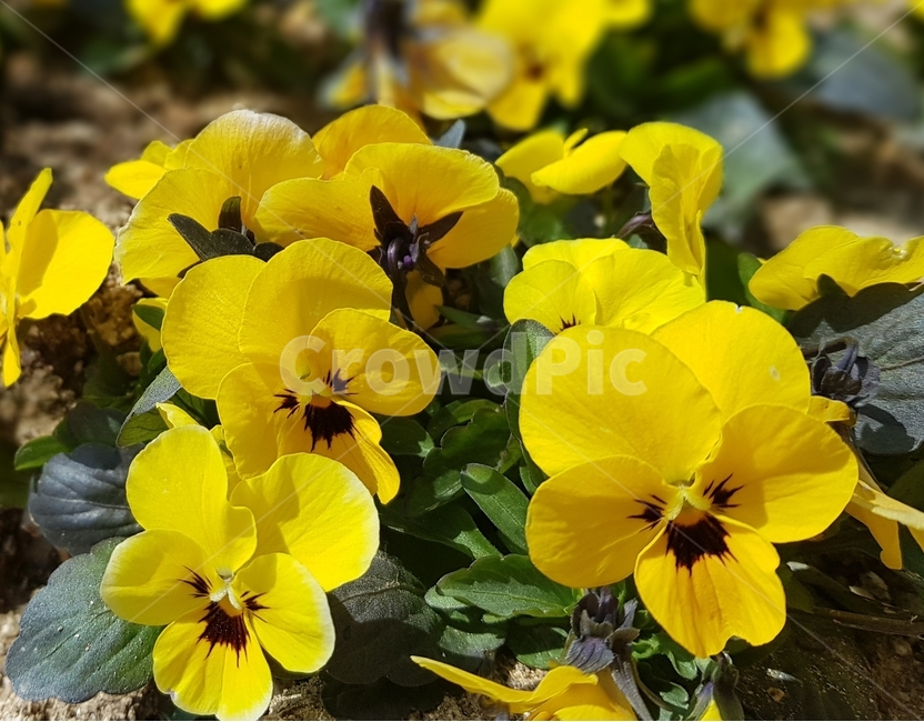 팬지꽃,팬지,노란색,봄,펜지,blossom,flower,꽃,pansy,식물,plant,야생화,야외,outdoor,나들이
