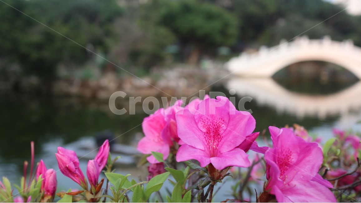 봄꽃,봄,공원,핑크빛,철쭉,식물,자연,plants,nature,꽃,flower