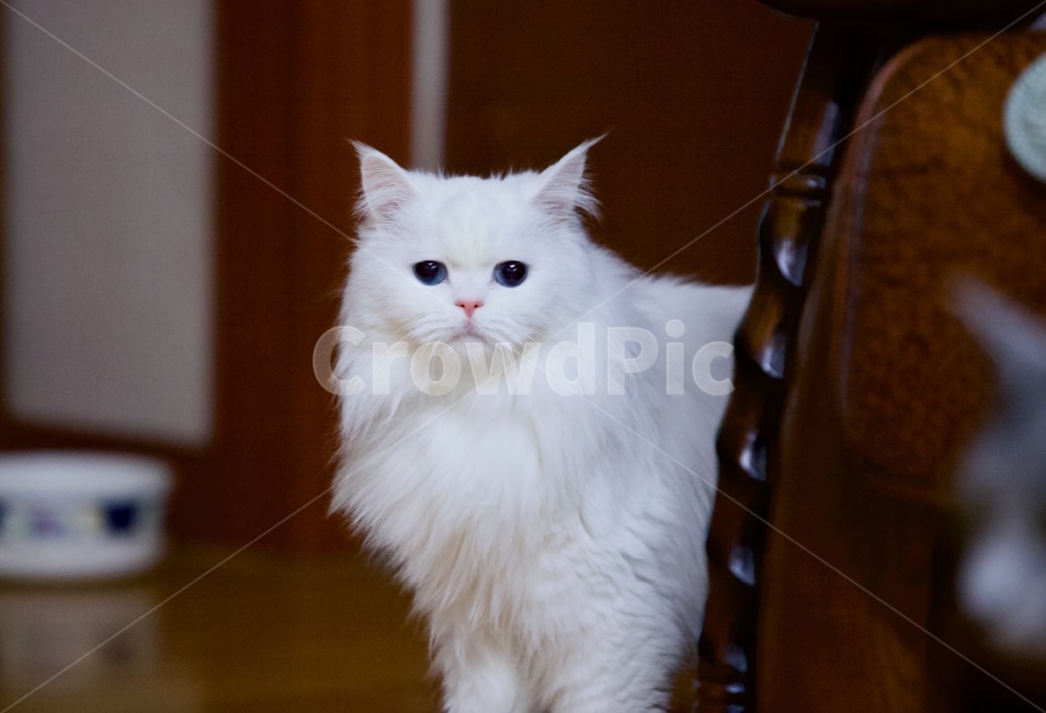 고양이,냐옹이,냥냥,집사,cat,cats,개냥이,야용이,반려묘,터키쉬앙고라,pet,mew,야옹,냥냥펀치,동물,animal,포유류,mammal,고양이,cat,kitten,kitty