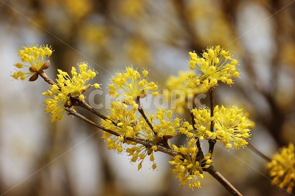 나무,봄꽃,산수유,구례,생강나무,식물,자연,plants,nature,꽃,flower