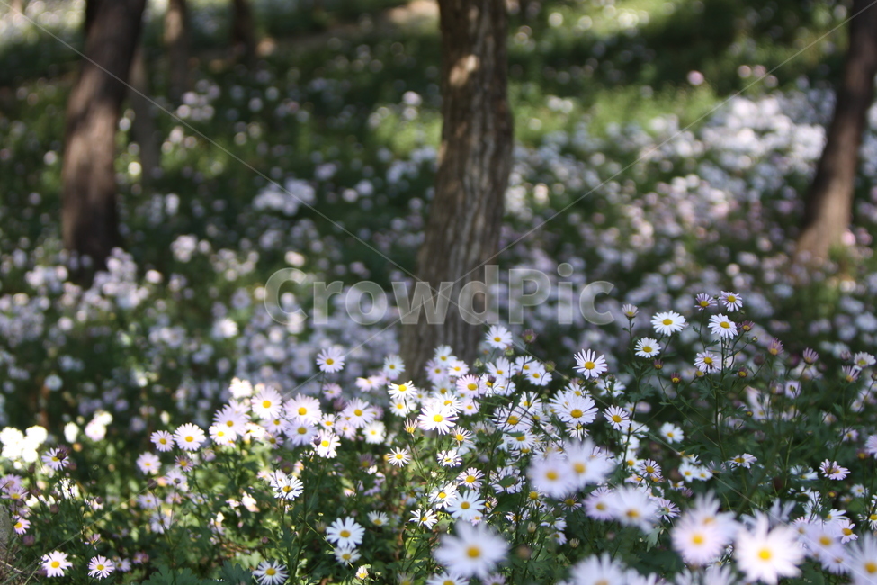 구절초,꽃,꽃무리,흰꽃,감성사진,자연,식물,자연,plants,nature,꽃,flower