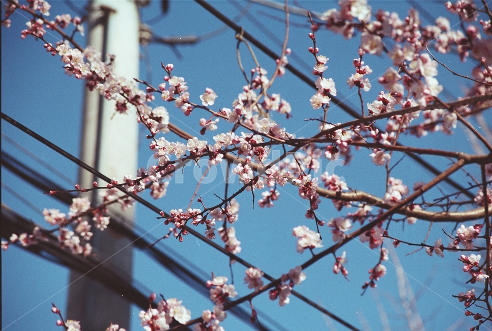 꽃,봄,벚꽃,매화,하늘,blossom,flower,spring,plant