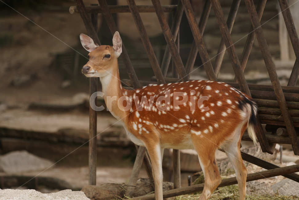 사슴,동물,꽃사슴,순하다,deer,animal,동물,animal,포유류,mammal