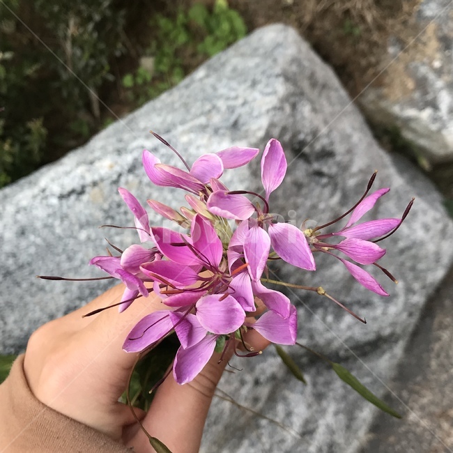 핑크,손,아웃포커싱,곷,고귀한,식물,자연,plants,nature,꽃,flower
