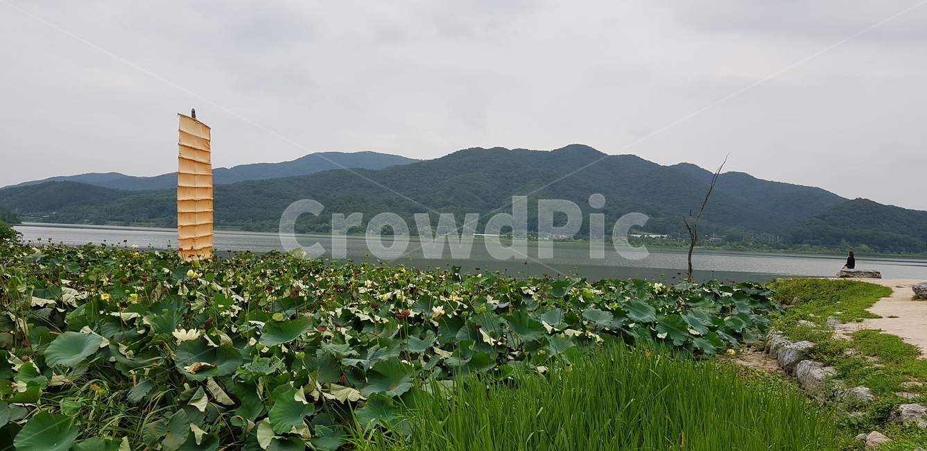 강,호수,연잎,구름,하늘,초록,계절,산,흙,자연,배,식물,plant,자연,풍경,nature,landscape