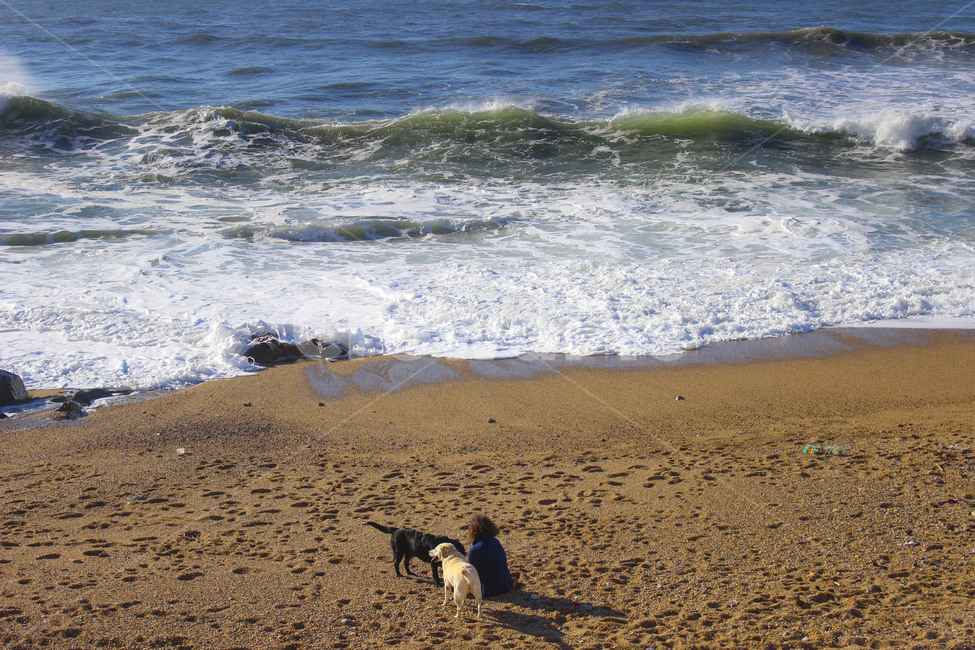 세비야,바다,SEA,DOG,파도,해변,바다,beach,sea,동물,animal,포유류,mammal,사람,인물,인간,human,person,가족,패밀리,family,여행,휴가,traveling,vacation,trip