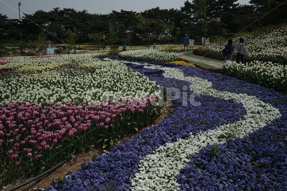 plant,식물,flower,꽃,수목원,꽃밭