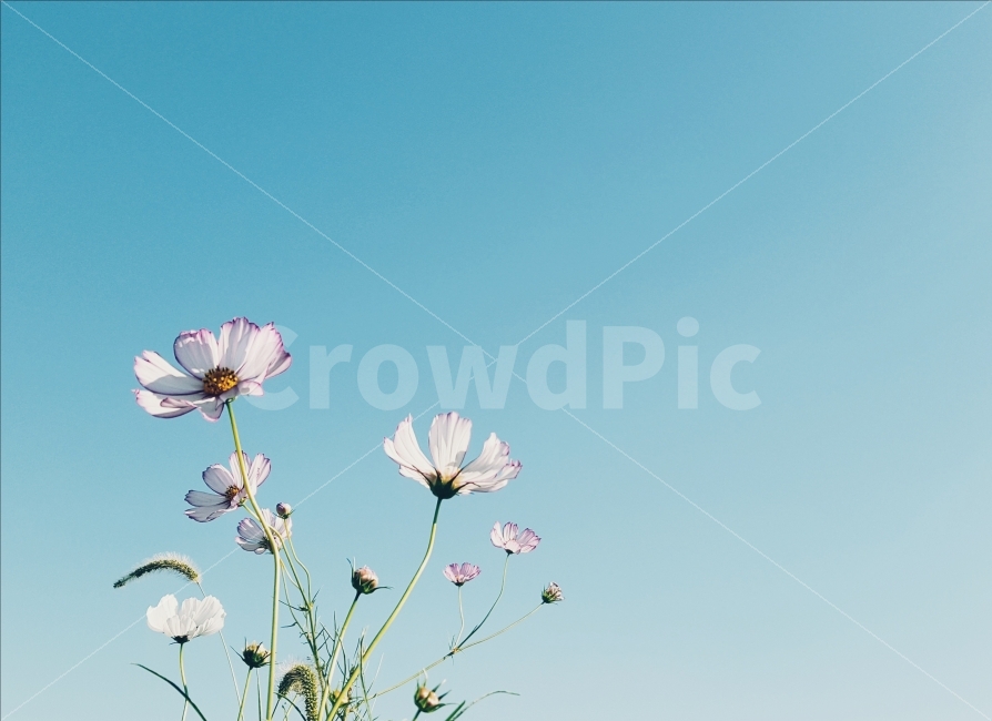가을,코스모스,꽃,감성사진,감성,가을,계절,fall,autumn,season,식물,자연,plants,nature,꽃,flower,감성,sensible,feeling,plant