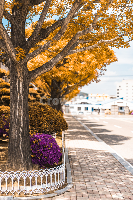 나무,은행나무,풍경,배경,철쭉,봄,가을,가을,계절,fall,autumn,season,path,통로,tree,plant,식물,tree trunk,나무 줄기,walkway,보도,pavement,포장,sidewalk