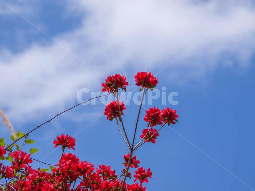 식물,plant,꽃,flower,철쭉