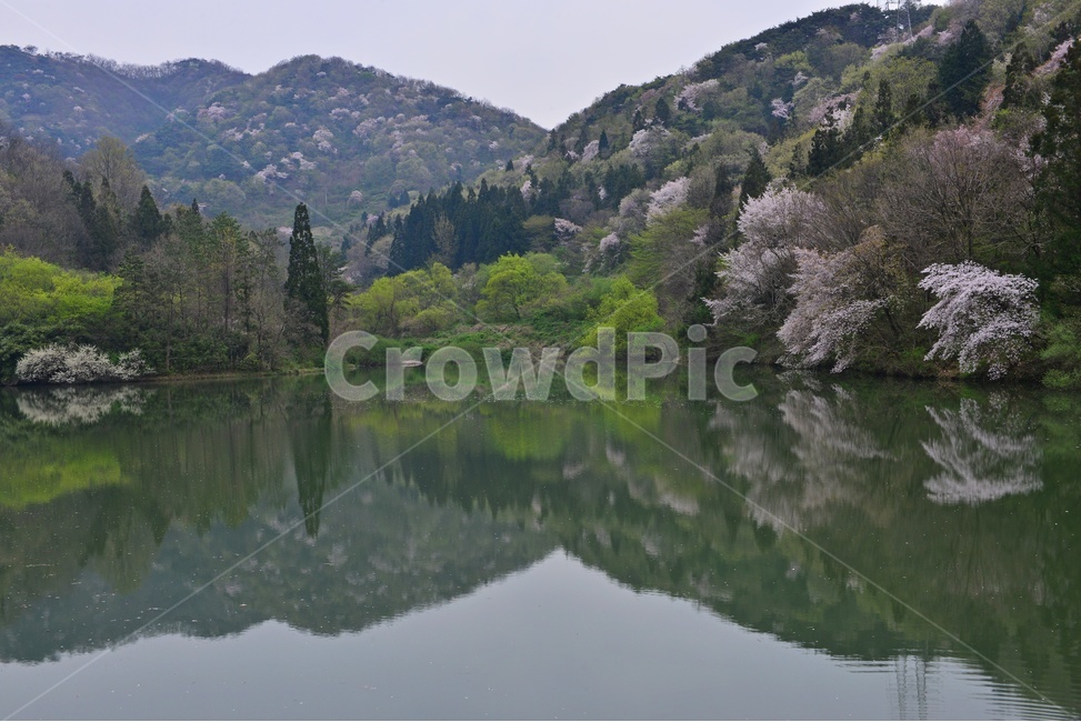 tree,나무,plant,식물,nature,자연,outdoors,옥외,전나무,water,물,화순,세량지,세량제,저수지,세량지봄,벚꽃,산벚꽃,봄,계절,반영,자연,풍경,nature,landscape
