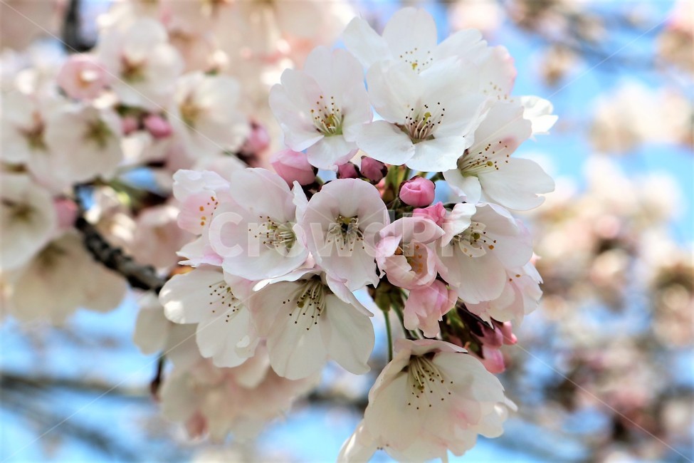 매화,매화나무,꽃,봄꽃,식물,식물,자연,plants,nature,꽃,flower