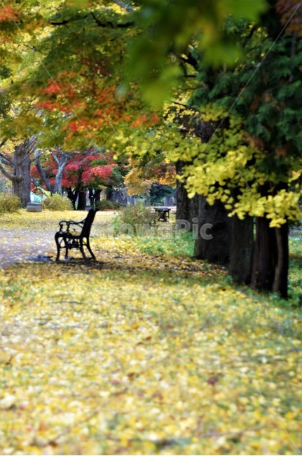 가을,단풍,낙엽,자연,나무,풍경,울긋불긋,계절,아름다움,식물,숲속,fall,trees,nature,autumn,season,단풍잎,단풍나무,자연풍경,은행나무,벤치,감성,가을,계절,fall,autumn,season,자연,풍경,nature,landscape,tree,plant,tree trunk,나무 줄기,bench,furniture,가구