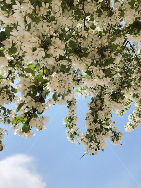 자연,꽃,봄,하늘,sky,nature,풍경,배경화면