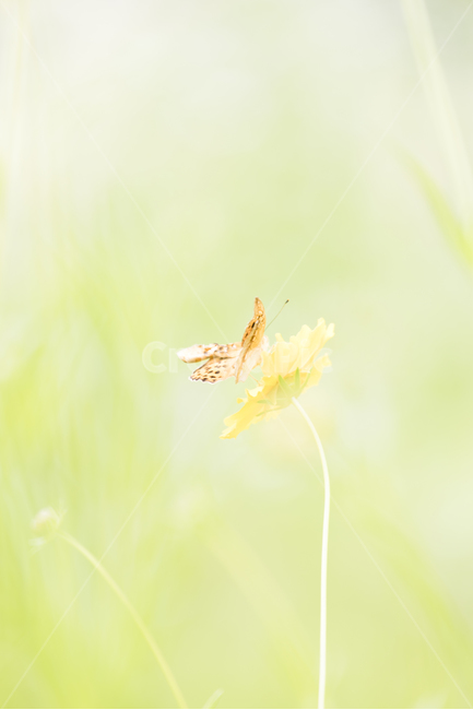 나비,여름꽃,감성사진,밝은사진,꽃,꽃에앉은나비,세로사진,식물,자연,plants,nature,꽃,flower,동물,animal,곤충,벌레,insect,bug,감성,sensible,feeling