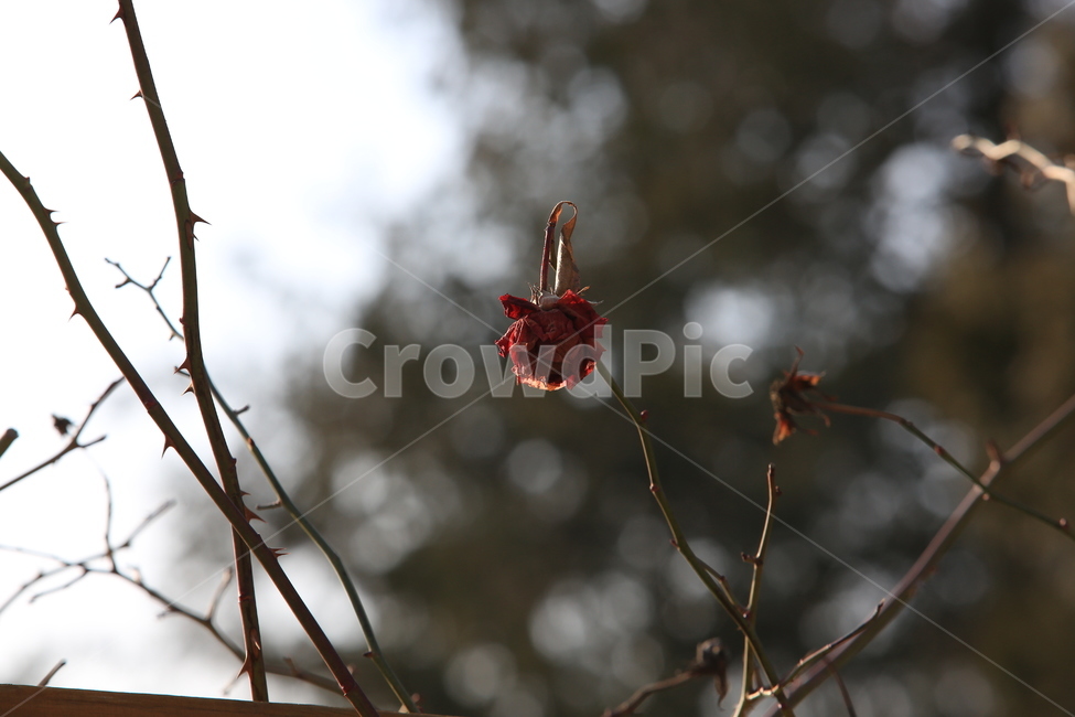 장미,겨울장미,드라이장미,식물,장미꽃,겨울,계절,winter,season,식물,자연,plants,nature,꽃,flower