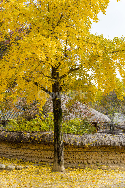 은행나무,단풍,낙엽,초가집,초가지붕,전통,가을,계절,fall,autumn,season,한국전통,한국문화,korean traditional,korean culture,식물,자연,plants,nature,나무,trees,wood,tree,plant