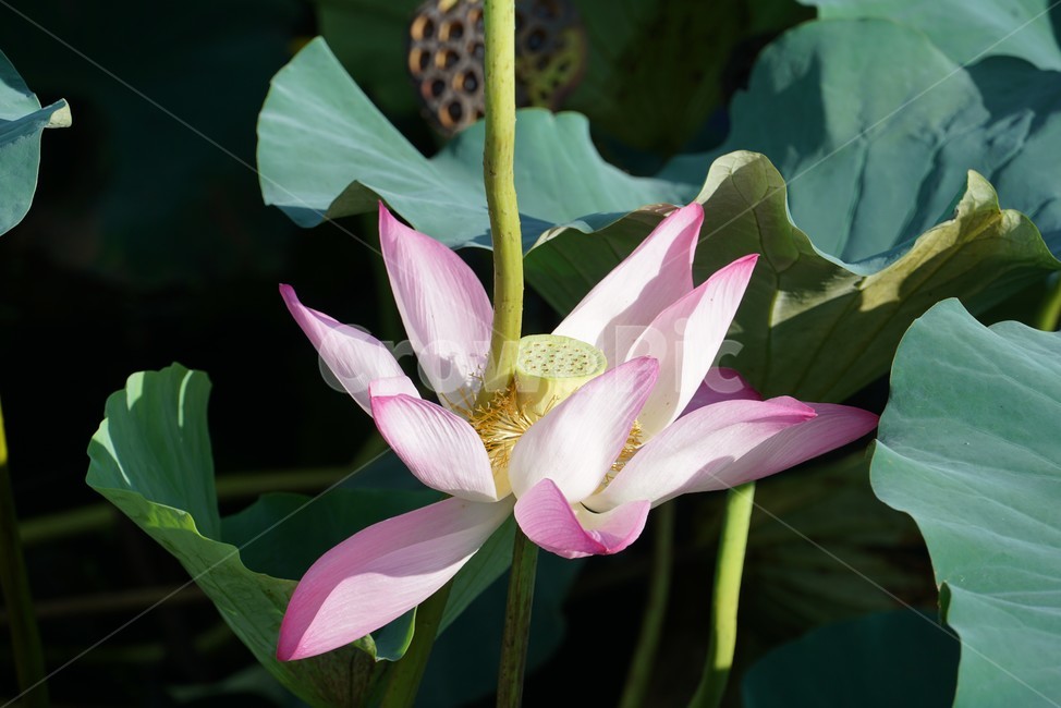 연꽃,연,lotus,수련,plant,식물,blossom,flower,꽃,식물,자연,plants,nature,꽃,flower