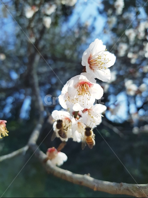 매화,벌,꿀,봄,자연,식물,자연,plants,nature,꽃,flower