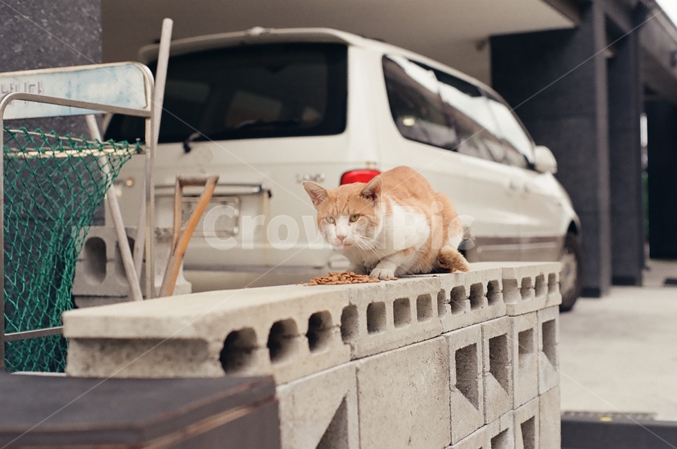 귀여움,야옹,반려동물,cats,mammals,animals,cute,meow,pets,mammal,포유류,cat,고양이,pet,abyssinian,동물,animal,아비시니안,동물,animal,포유류,mammal,고양이,cat,kitten,kitty