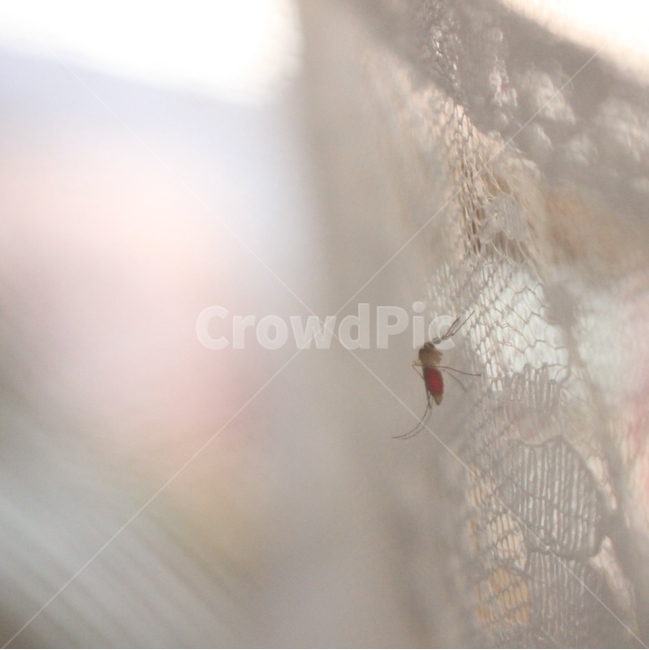 모기,흡혈,말라리아,방충망,모기장,전염병,동물,animal,곤충,벌레,insect,bug