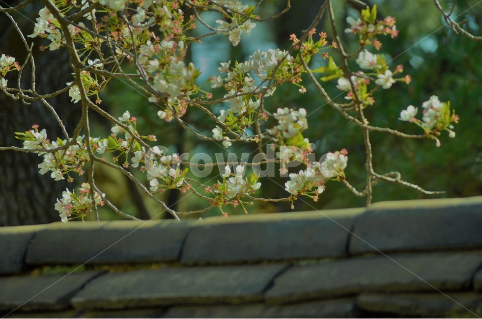 벚꽃,기와,봄,감성,따뜻함,한국전통,한국문화,korean traditional,korean culture,식물,자연,plants,nature,꽃,flower,감성,sensible,feeling