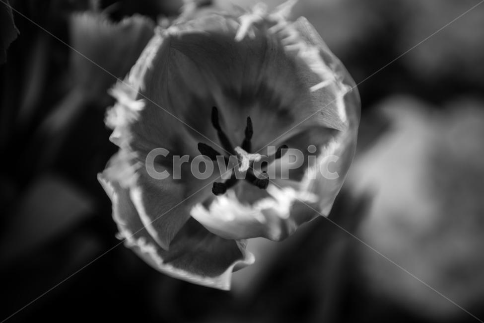 꽃,꽃잎,수술,암술,흑백,흑백사진,흑과백,식물,자연,plants,nature,꽃,flower,흑백,모노톤,monochrome,black and white