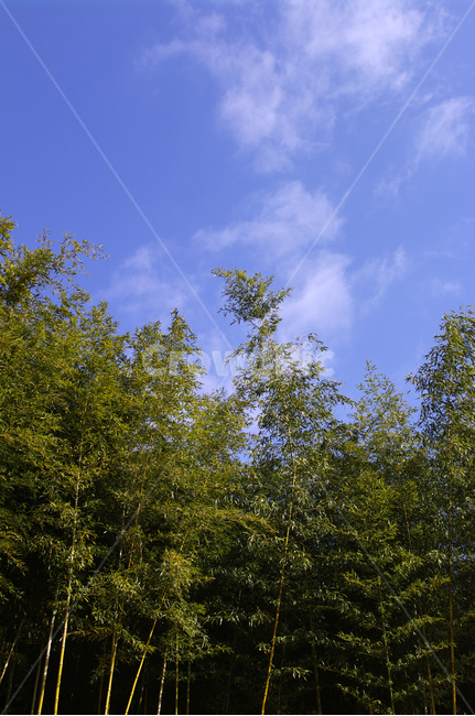 숲,초록,대나무,하늘,댓잎,자연,풍경,nature,landscape,tree,나무,plant,식물,fir,전나무