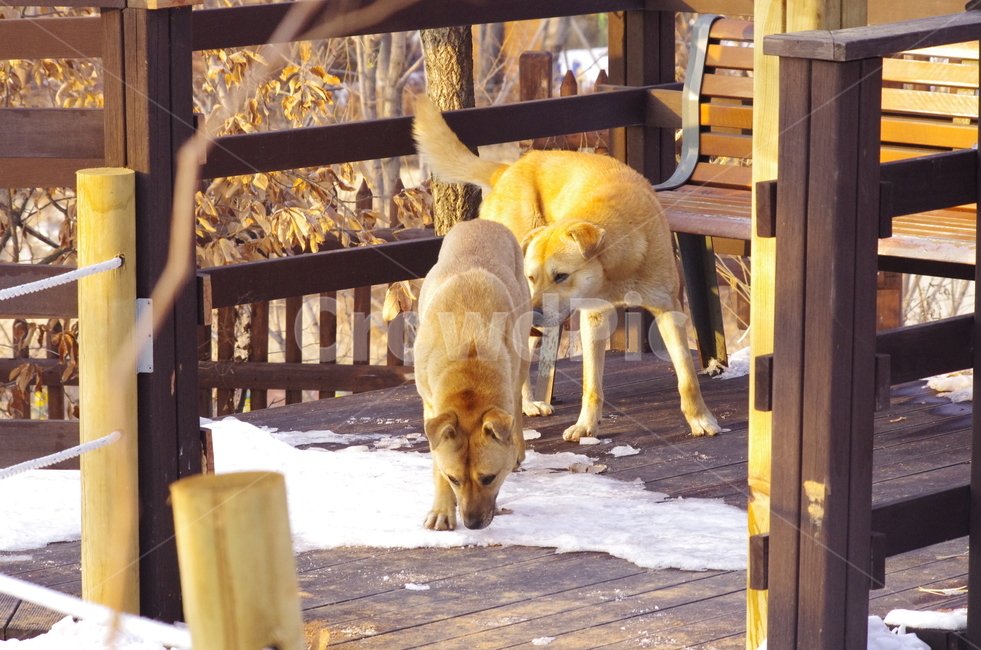 개,강아지,흰개,백구,황구,눈,겨울,dog,doggy,mate,winter,animal,snow,킁킁,냄새