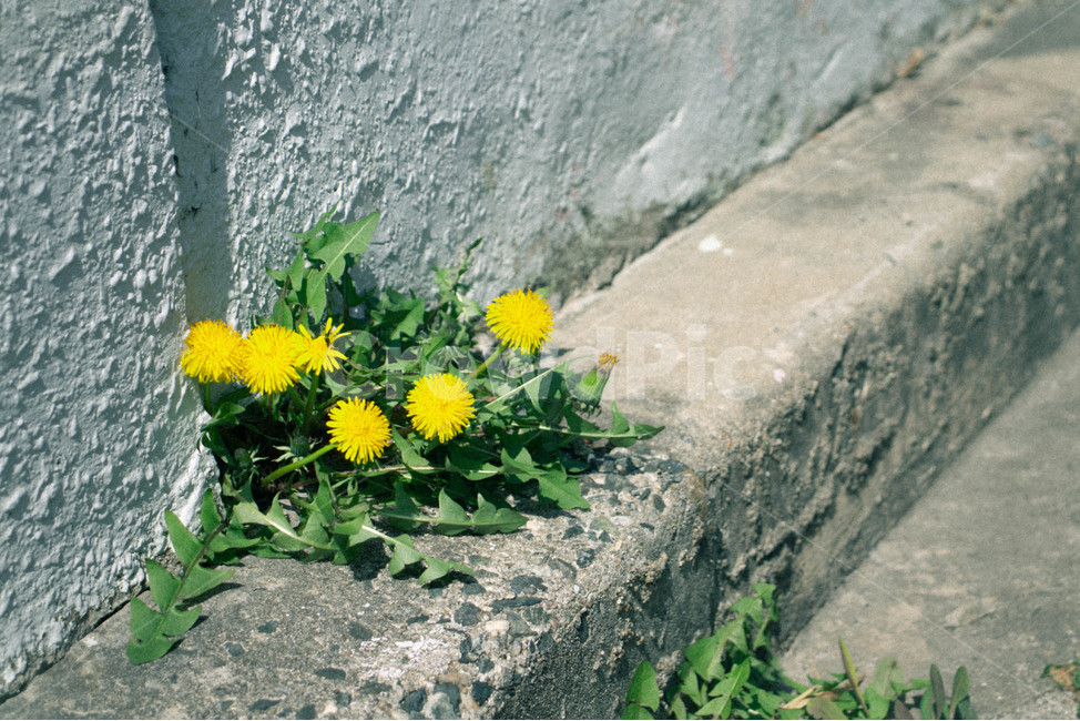 flower,민들레,봄,길거리,우효,spring,식물,자연,plants,nature,꽃,flower