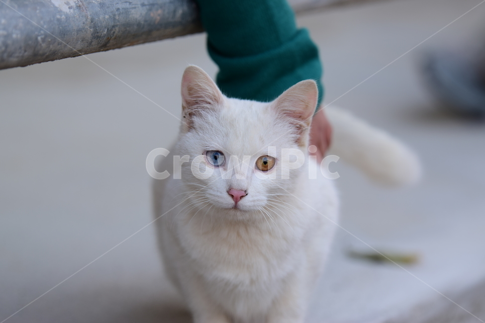 고양이,애완동물,오드아이,반려묘,애완묘,동물,animal,포유류,mammal,고양이,cat,kitten,kitty