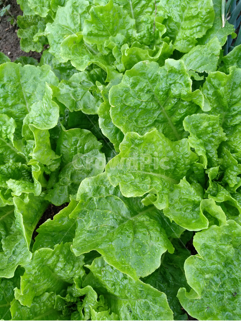 상추,쌈채소,채소,야채,상추재배,상추밭,채소,야채,vegetables,농업,농사,agriculture,farming,farming industry