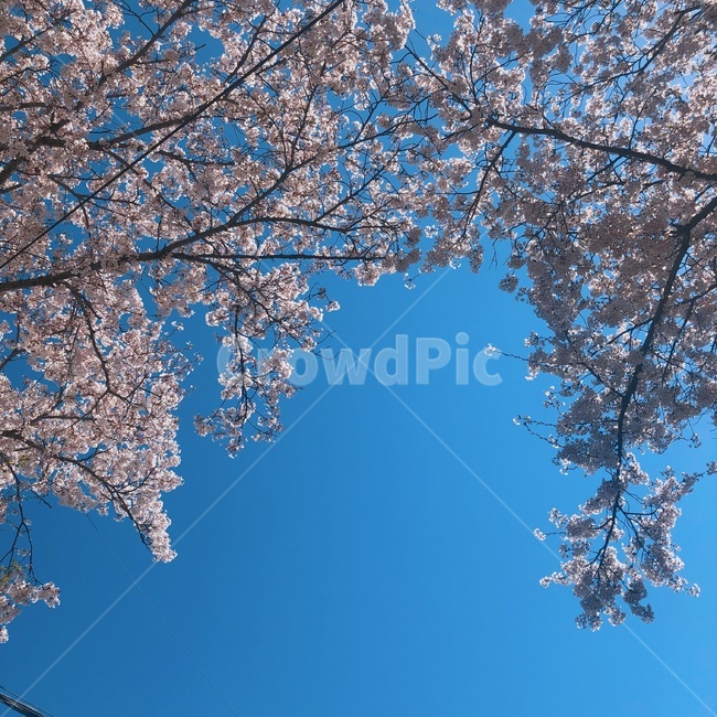 벚꽃,봄,꽃,하늘,나들이,봄,계절,spring,season,plant,식물